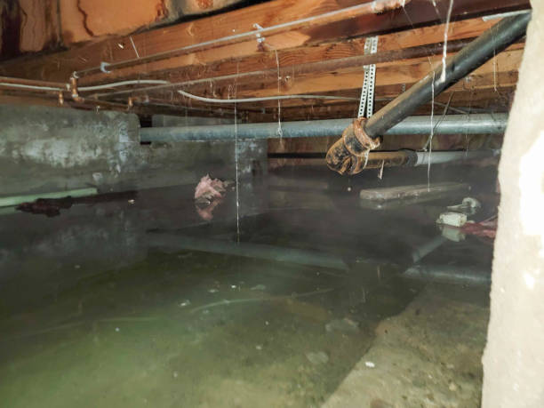 Best Flood damage cleanup  in Mead, WA