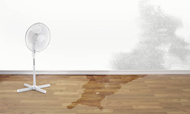 Best 24/7 water damage repair  in Mead, WA